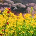 Thumbnail of post image 118